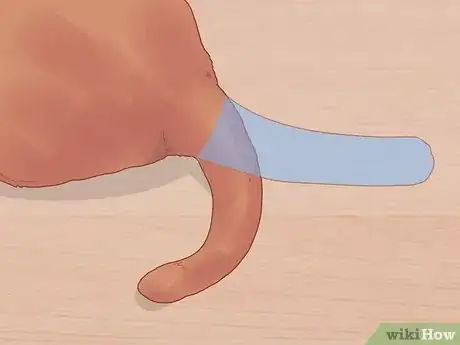 Image titled Figure Out if Your Cat Is Angry Step 3