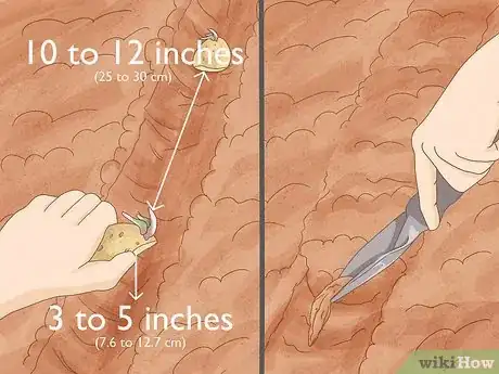 Image titled Grow Irish Potatoes Step 7