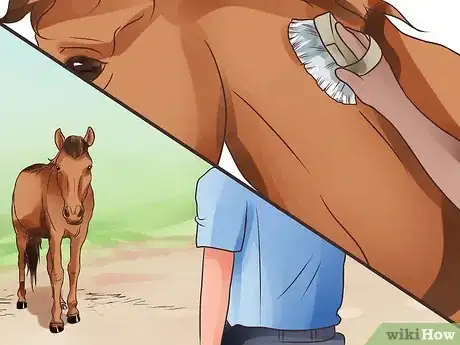 Image titled Be Comfortable Around a Bad‐Tempered Horse Step 13