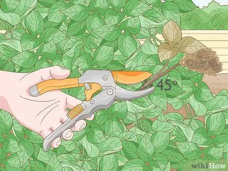 Image titled Trim an Overgrown Lilac Bush Step 3