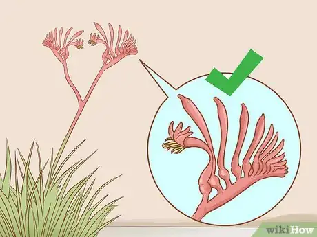 Image titled Prune Kangaroo Paws Step 7