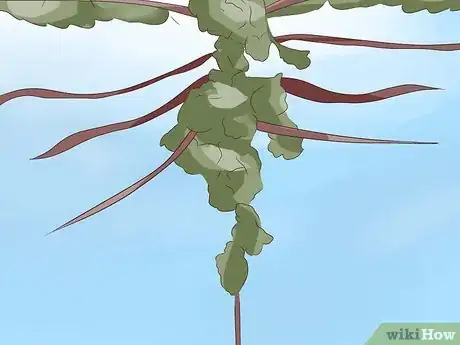 Image titled Prune Grape Vines Step 21