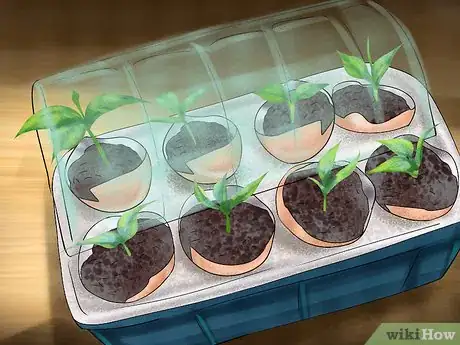Image titled Germinate Seeds with Humidity Step 11