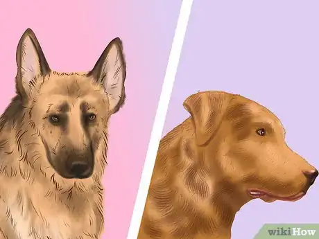 Image titled Choose a Good Hiking Dog Step 8