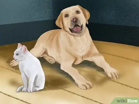 Image titled Diagnose Feline Hepatic Lipidosis Step 6