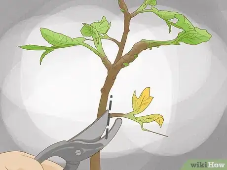 Image titled Grow Figs in Pots Step 13