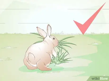 Image titled Care for Disabled Rabbits Step 3