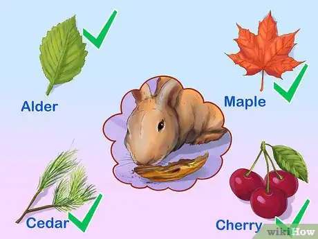 Image titled Choose Toys for Your Rabbit Step 12