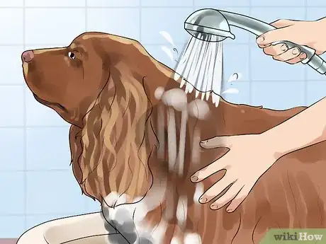 Image titled Groom a Sussex Spaniel Step 8