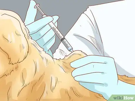 Image titled Treat Endocrine Disorders in Older Dogs Step 2