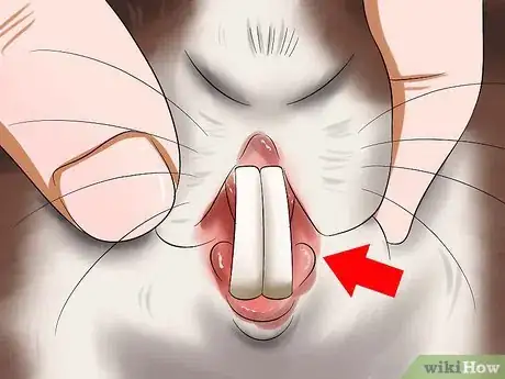 Image titled Diagnose Dental Problems in Rabbits Step 2