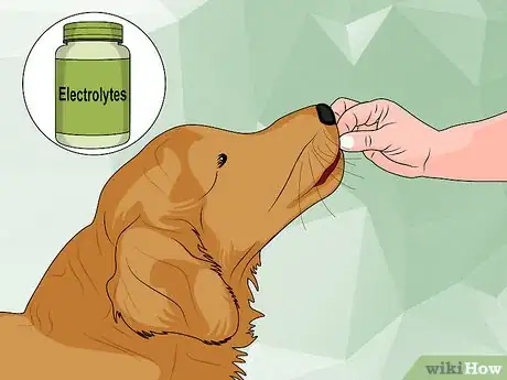 Image titled Treat Encephalitozoonosis in Dogs Step 6