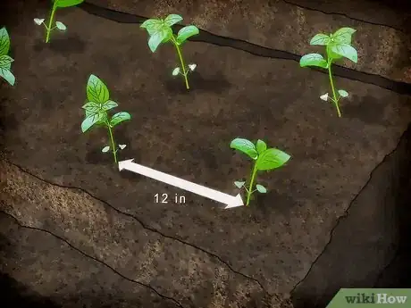 Image titled Plant a Culinary Herb Garden Step 8