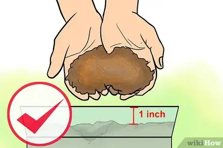 Image titled Grow Lisianthus Step 2