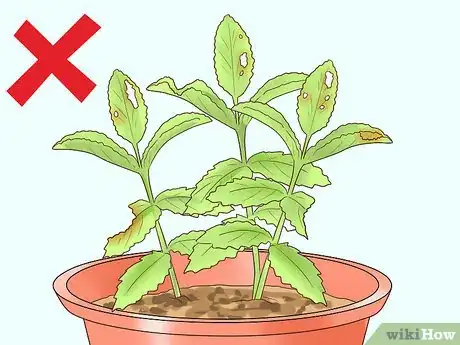 Image titled Grow Herbs Outdoors Step 2