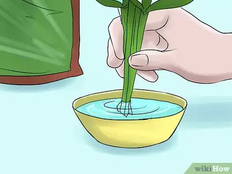 Image titled Help Carnations Make a Comeback Step 7Bullet3