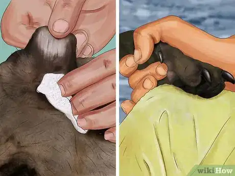 Image titled Treat Fever in Dogs Step 1