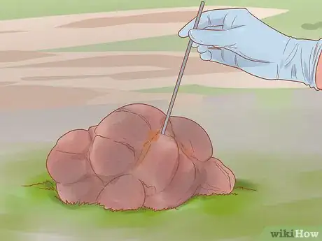 Image titled Check Whether Your Horse or Donkey Needs to See a Dentist Step 8