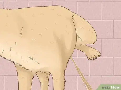 Image titled Know When to Breed Your Dog Step 6