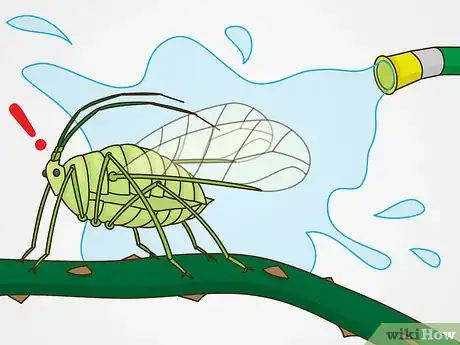 Image titled Maintain Roses Step 18