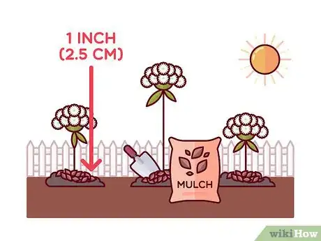 Image titled Grow Toothpick Weed Step 6