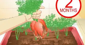 Grow Vegetables in Containers