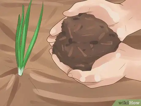 Image titled Grow Chives Step 15