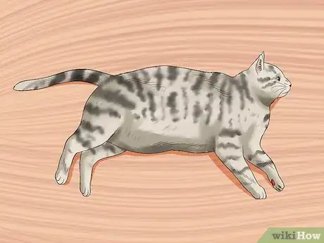 Image titled Care for Egyptian Maus Step 9