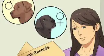 Select a Labrador Retriever