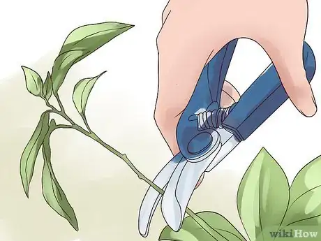 Image titled Rejuvenate an Overgrown Houseplant Step 12