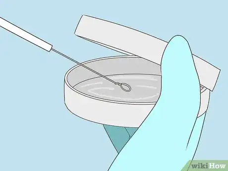 Image titled Plate Bacteria Using Aseptic Technique Step 6