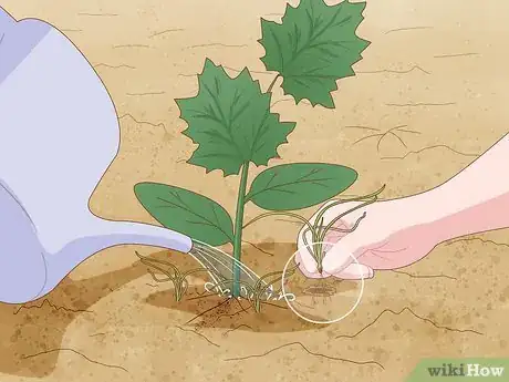 Image titled Grow Loofah Sponges Step 8