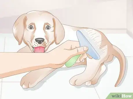 Image titled Get to Know Your Puppy Step 9