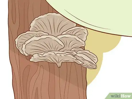 Image titled Grow Edible Mushrooms Step 15