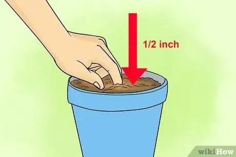 Image titled Grow Lisianthus Step 4