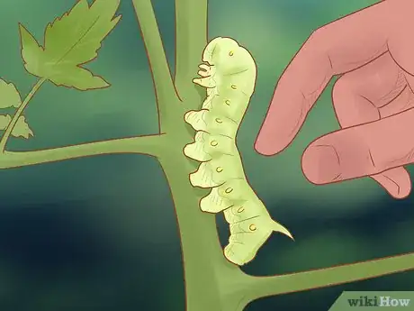 Image titled Grow Roma Tomatoes Step 12