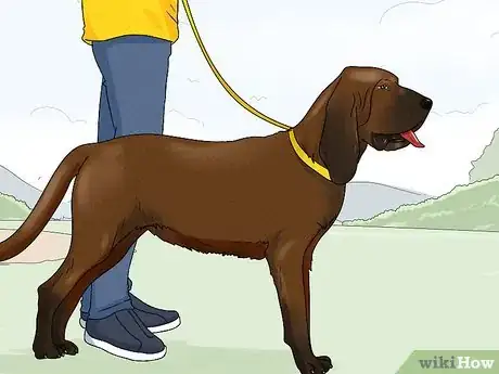 Image titled Identify a Bloodhound Step 13