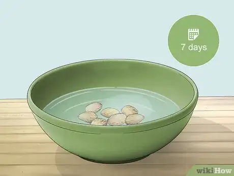 Image titled Plant an Areca Palm Step 1