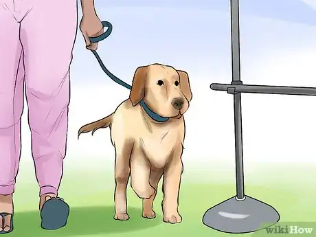 Image titled Get Your Dog to Jump Poles Step 4