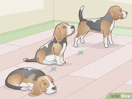 Image titled Treat Vestibular Disease in Dogs Step 12