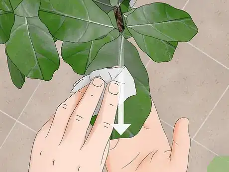 Image titled Care for a Fiddle Leaf Fig Step 8