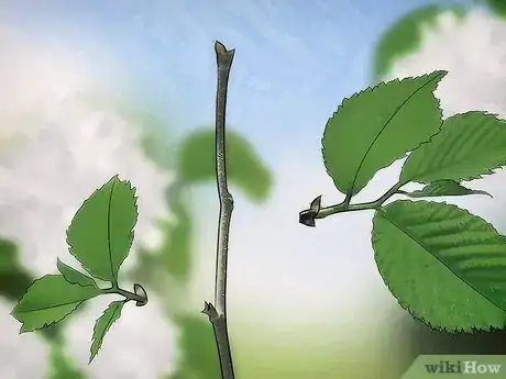 Image titled Grow Snowball Trees Step 9