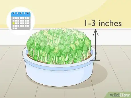 Image titled Grow Arugula Microgreens Step 10
