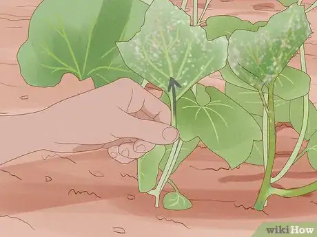 Image titled Grow Bottle Gourds Step 15