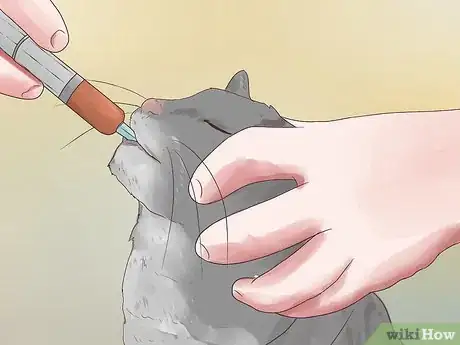 Image titled Treat Epilepsy in Cats Step 8