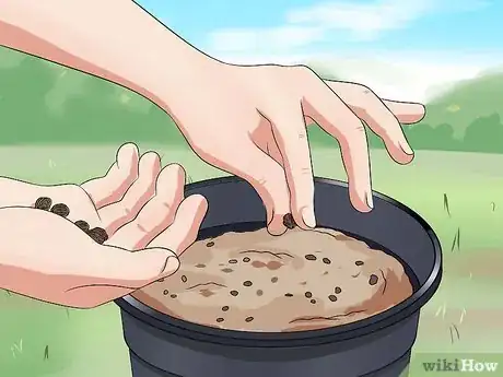 Image titled Grow Four O' Clock Flowers Step 12