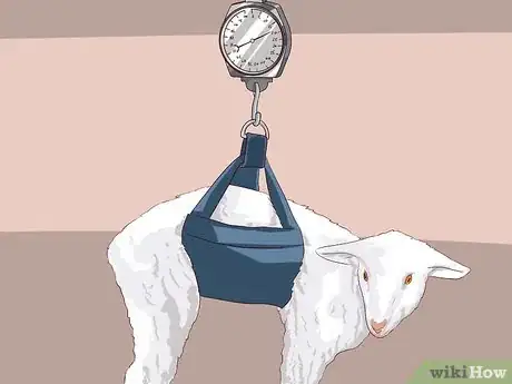 Image titled Drench Sheep Step 4