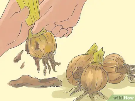 Image titled Transplant Daffodils Step 3