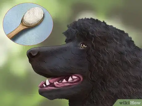Image titled Brush an Irish Water Spaniel Step 4