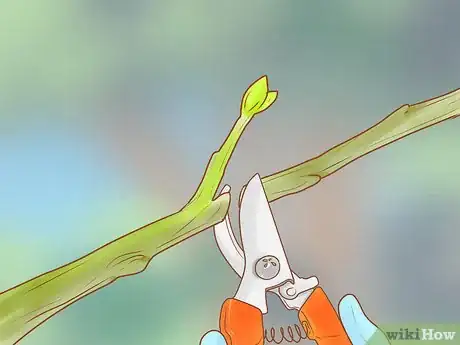 Image titled Prune a Fruit Tree Step 7